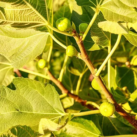 Mandorla Amara 住宿加早餐酒店 4*