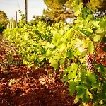 Mandorla Amara 4*