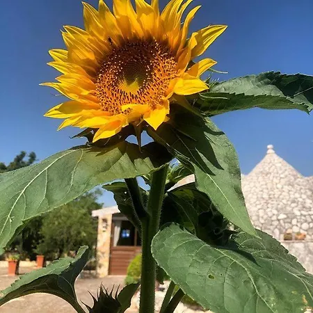 Mandorla Amara Gioia Del Colle