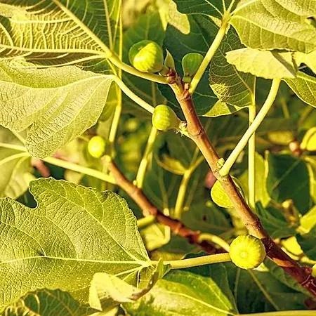 Mandorla Amara 4*